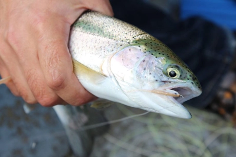 Baitfish chaser Baitfish chaser