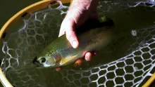 Video thumb for Hidden Gem Of The San Juan