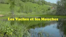 Video thumb for Les Vaches et les Mouches