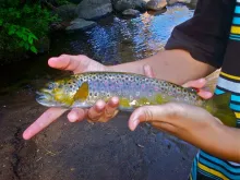 Video thumb for Dry fly fishing small streams for native trout