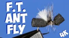 Video thumb for F.T. Ant