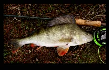 User submitted picture: "Perca"