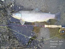 User submitted picture: Brown trout fished in the...