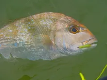 User submitted picture: Red snapper. Caught Febru...