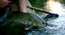 User submitted picture: releasing a nice barb