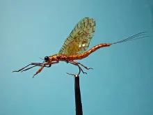 User submitted picture: Mayfly