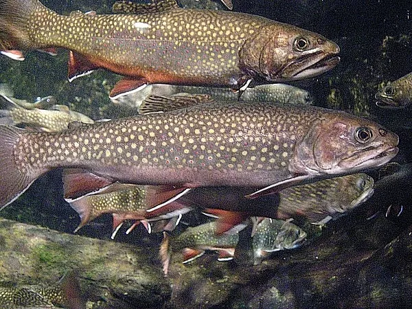 User submitted picture: School of Brook Trout, Wo...